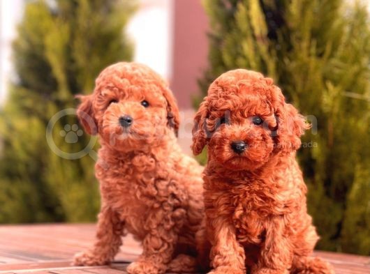 Toy Poodle Yavrular (Red, Red Brown, Apricot, Silver, Siyah)