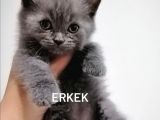 Bebeklere Yuva Arıyoruz