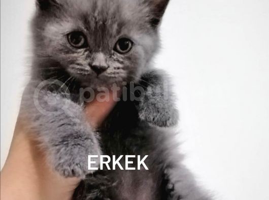 Bebeklere Yuva Arıyoruz görsel
