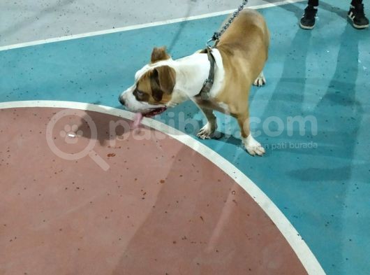 6 Buçuk Aylık Pablo görsel