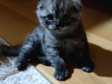 40 Günlük Scottish Fold