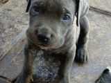 A Kalite Cane Corso Blue Bebekler Ailelerini Bekliyor