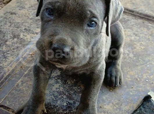 A Kalite Cane Corso Blue Bebekler Ailelerini Bekliyor görsel
