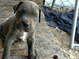 A Kalite Cane Corso Blue Bebekler Ailelerini Bekliyor