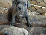 A Kalite Cane Corso Blue Bebekler Ailelerini Bekliyor