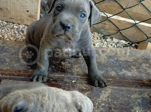 A Kalite Cane Corso Blue Bebekler Ailelerini Bekliyor görsel