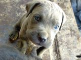 A Kalite Cane Corso Blue Bebekler Ailelerini Bekliyor