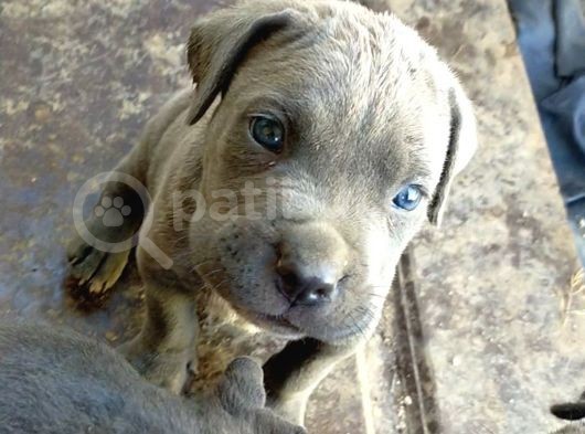 A Kalite Cane Corso Blue Bebekler Ailelerini Bekliyor