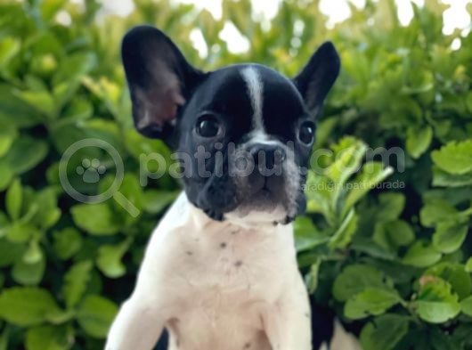 Muhteşem Kalite French Bulldog Yavrular görsel