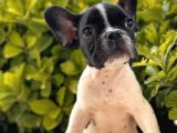 Muhteşem Kalite French Bulldog Yavrular