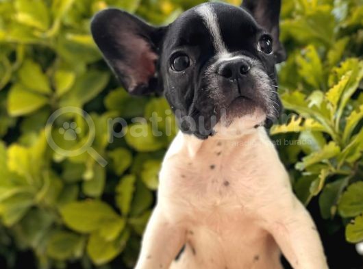 Muhteşem Kalite French Bulldog Yavrular görsel