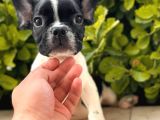 Muhteşem Kalite French Bulldog Yavrular
