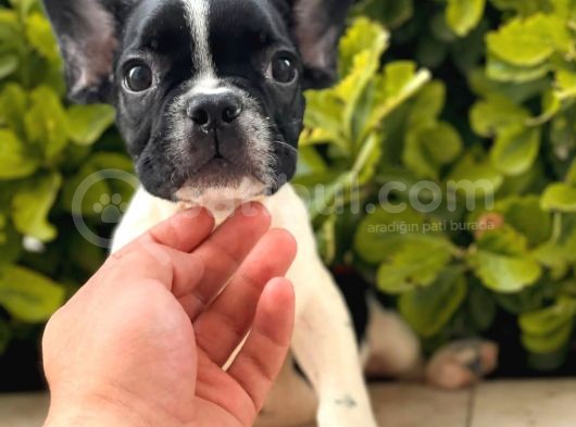 Muhteşem Kalite French Bulldog Yavrular