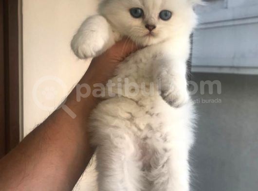 Longhair Scotish Fold Bebeklerim görsel
