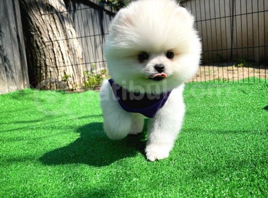 Ayı Surat Pomeranian Boo Yavrularımız görsel
