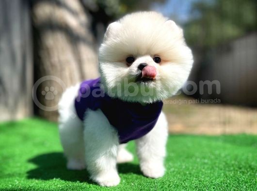 Ayı Surat Pomeranian Boo Yavrularımız