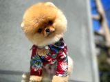 Ayı Surat Pomeranian Boo Yavrularımız