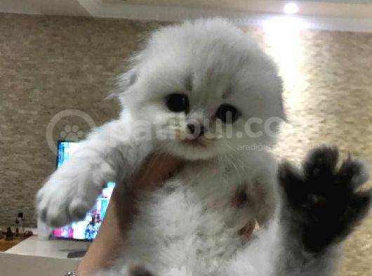 Longhair Scotish Fold Bebeklerim görsel