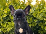 Muhteşem Kalite French Bulldog Yavrular
