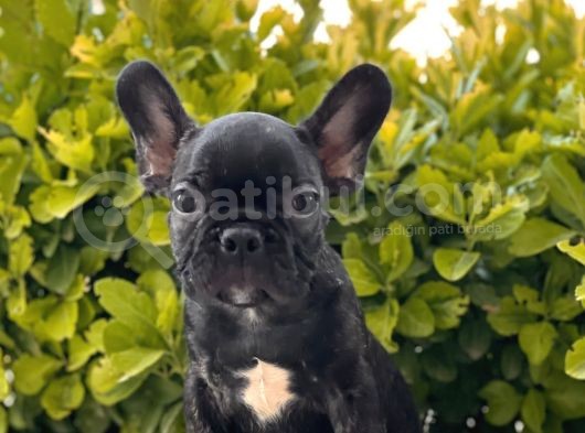 Muhteşem Kalite French Bulldog Yavrular görsel