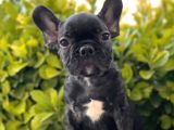 Muhteşem Kalite French Bulldog Yavrular