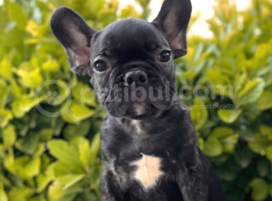 Muhteşem Kalite French Bulldog Yavrular görsel