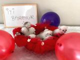 20 Günlük Yavrularımız