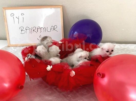 20 Günlük Yavrularımız görsel