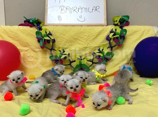 20 Günlük Yavrularımız görsel