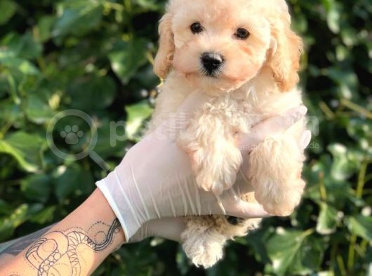 Toy Poodle Yavrular (Red, Red Brown, Apricot, Silver, Siyah) görsel