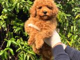 Toy Poodle Yavrular (Red, Red Brown, Apricot, Silver, Siyah)