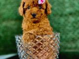 Toy Poodle Yavrular (Red, Red Brown, Apricot, Silver, Siyah)