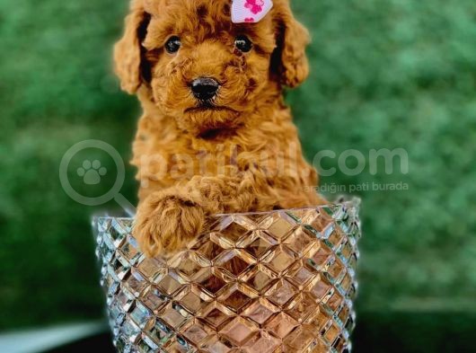 Toy Poodle Yavrular (Red, Red Brown, Apricot, Silver, Siyah)