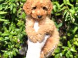 Toy Poodle Yavrular (Red, Red Brown, Apricot, Silver, Siyah)