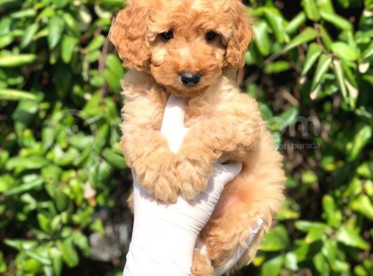 Toy Poodle Yavrular (Red, Red Brown, Apricot, Silver, Siyah) görsel