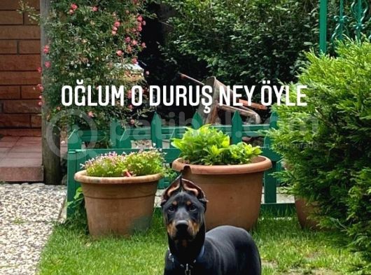Şubat 15 Doğumlu Erkek Yavrumuz
