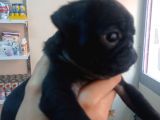 Pug Mops Yavrulari