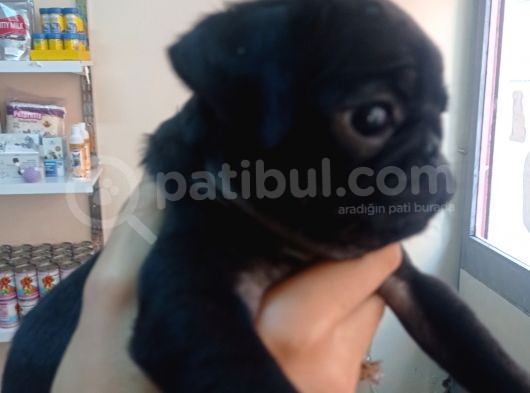 Pug Mops Yavrulari görsel