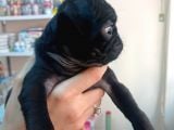 Pug Mops Yavrulari