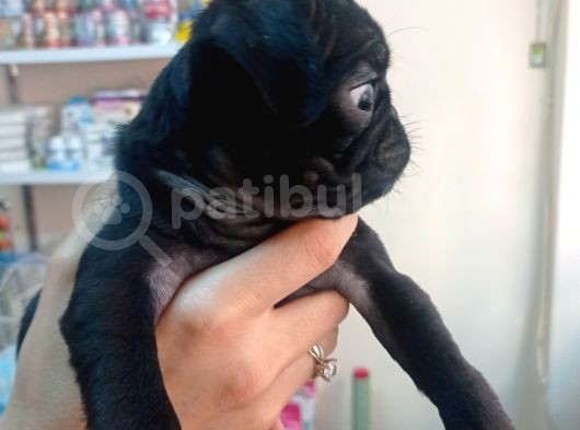 Pug Mops Yavrulari görsel