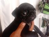 Pug Mops Yavrulari