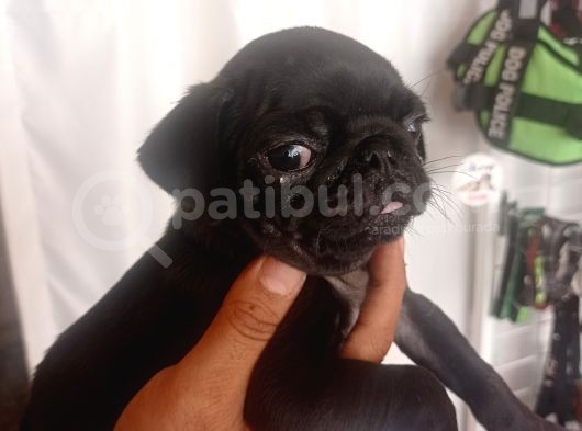 Pug Mops Yavrulari görsel