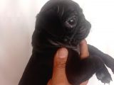 Pug Mops Yavrulari