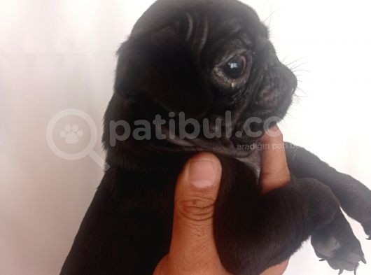 Pug Mops Yavrulari görsel