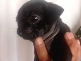 Pug Mops Yavrulari