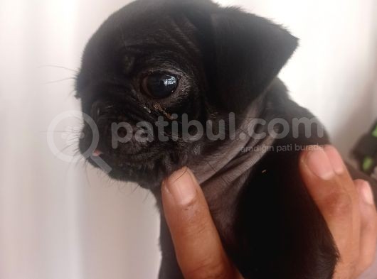 Pug Mops Yavrulari