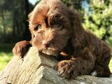 Anne Baba Garantili Maltipoo Bebekler