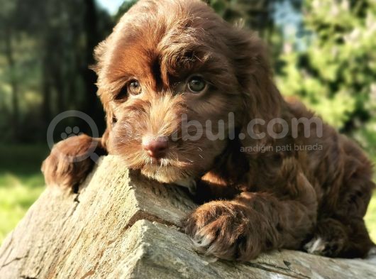 Anne Baba Garantili Maltipoo Bebekler görsel