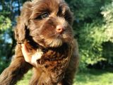 Anne Baba Garantili Maltipoo Bebekler