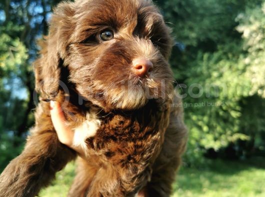 Anne Baba Garantili Maltipoo Bebekler görsel